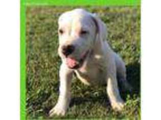 Dogo Argentino Puppy for sale in Chattanooga, TN, USA