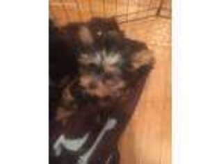 Yorkshire Terrier Puppy for sale in San Mateo, CA, USA