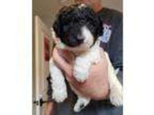 Labradoodle Puppy for sale in Eureka, CA, USA