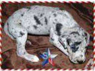 Great Dane Puppy for sale in STOCKDALE, TX, USA