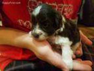 Mutt Puppy for sale in Superior, NE, USA