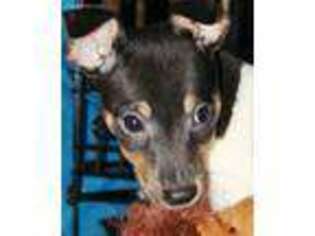 Rat Terrier Puppy for sale in Mariposa, CA, USA