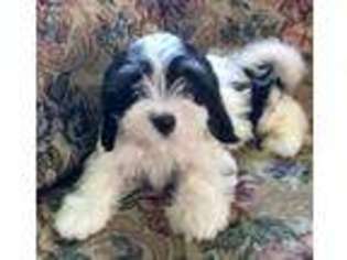 Havanese Puppy for sale in Argos, IN, USA