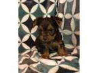 Yorkshire Terrier Puppy for sale in Roanoke, IN, USA