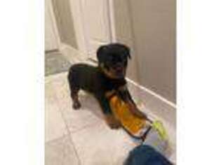 Rottweiler Puppy for sale in Denver, CO, USA