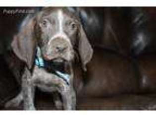 German Shorthaired Pointer Puppy for sale in Epping, ND, USA