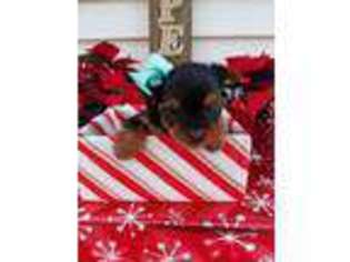 Yorkshire Terrier Puppy for sale in Lovington, IL, USA