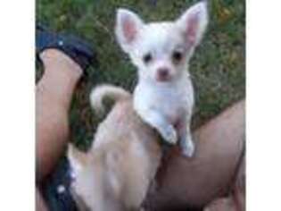 Chihuahua Puppy for sale in Canton, IL, USA