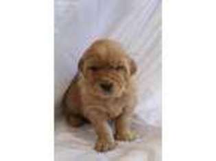 Golden Retriever Puppy for sale in Ephraim, UT, USA