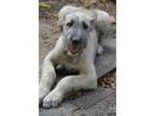 Irish Wolfhound Puppy for sale in Manitou Beach, MI, USA
