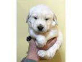 Golden Retriever Puppy for sale in Dresher, PA, USA