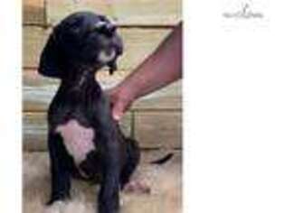 Great Dane Puppy for sale in Little Rock, AR, USA