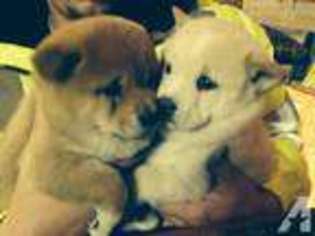 Shiba Inu Puppy for sale in SEATTLE, WA, USA