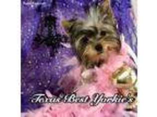 Yorkshire Terrier Puppy for sale in San Antonio, TX, USA