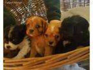 Cavalier King Charles Spaniel Puppy for sale in Jefferson, WI, USA