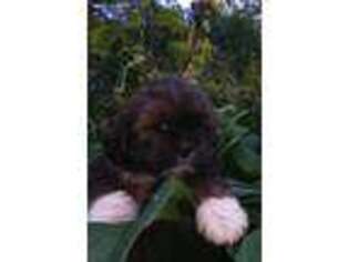 Lhasa Apso Puppy for sale in Stamford, NY, USA