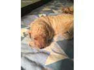 Goldendoodle Puppy for sale in Alton, VA, USA