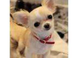 Chihuahua Puppy for sale in Grants Pass, OR, USA
