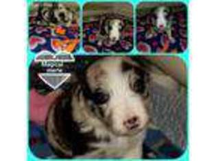 Border Collie Puppy for sale in La Moille, IL, USA