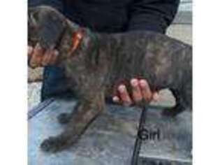 Cane Corso Puppy for sale in Kokomo, IN, USA