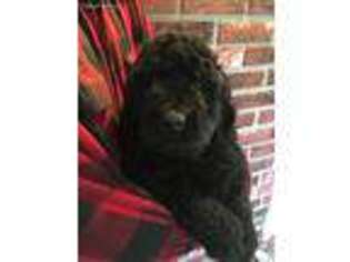 Labradoodle Puppy for sale in Glenfield, NY, USA