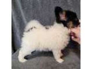 Papillon Puppy for sale in Dade City, FL, USA