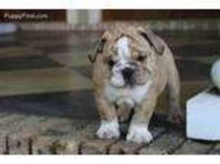 Bulldog Puppy for sale in Greenville, AL, USA
