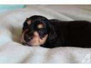 Dachshund Puppy for sale in AXTON, VA, USA