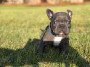 French Bulldog Puppy for sale in Hogansville, GA, USA