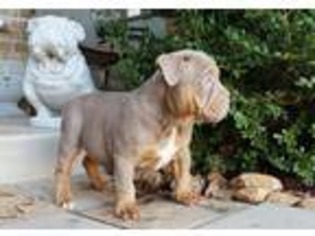 Olde English Bulldogge Puppy for sale in Oklahoma City, OK, USA