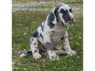 Great Dane Puppy for sale in Memphis, TN, USA