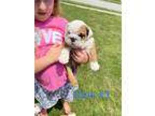 Bulldog Puppy for sale in Shepherdsville, KY, USA