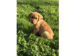 Labrador Retriever Puppy for sale in Sonora, CA, USA