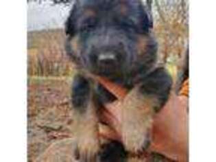 German Shepherd Dog Puppy for sale in Litchfield, MN, USA