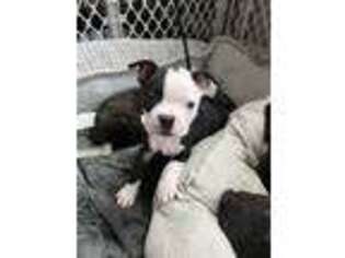 Boston Terrier Puppy for sale in University Place, WA, USA