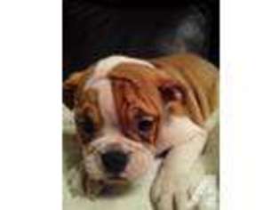 Bulldog Puppy for sale in ROGERS, AR, USA