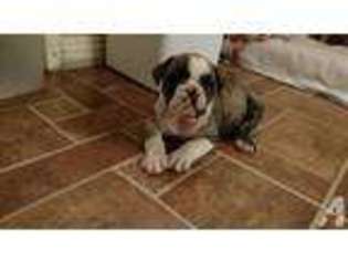 Bulldog Puppy for sale in BAKERSFIELD, CA, USA