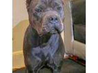 Cane Corso Puppy for sale in Atlanta, GA, USA