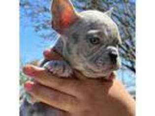 French Bulldog Puppy for sale in Moreno Valley, CA, USA