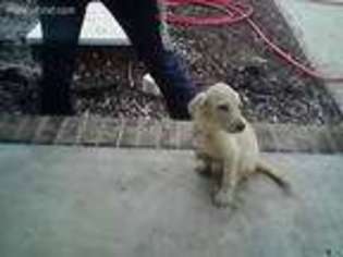 Labrador Retriever Puppy for sale in Harriman, TN, USA