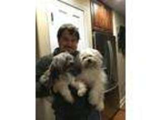 Havanese Puppy for sale in Le Roy, IL, USA