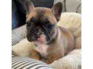 French Bulldog Puppy for sale in Reinholds, PA, USA