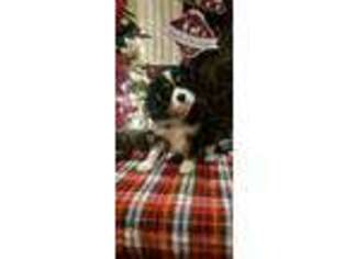 Cavalier King Charles Spaniel Puppy for sale in Destin, FL, USA