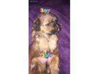 Shorkie Tzu Puppy for sale in Killeen, TX, USA
