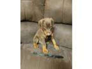 Doberman Pinscher Puppy for sale in Culpeper, VA, USA