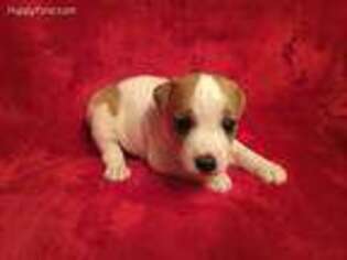 Jack Russell Terrier Puppy for sale in Red Oak, TX, USA