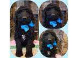 Goldendoodle Puppy for sale in Huntington, AR, USA