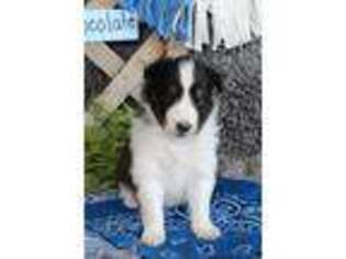 Shetland Sheepdog Puppy for sale in Stanley, WI, USA