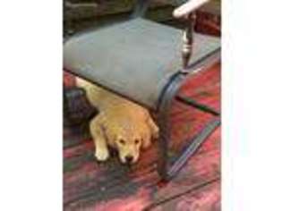 Golden Retriever Puppy for sale in Swanzey, NH, USA