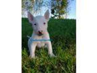 Bull Terrier Puppy for sale in Vinton, OH, USA